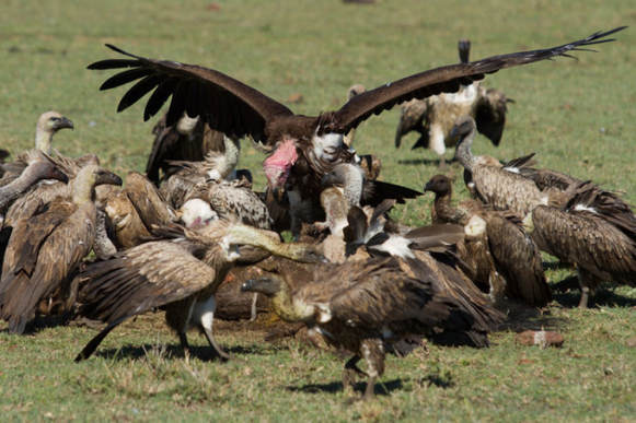 Vultures Eating Food 